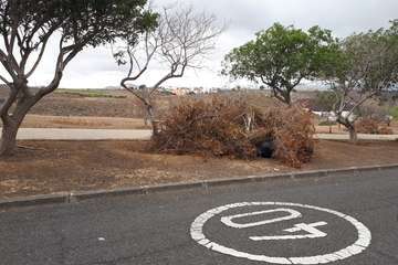  Temor en La Lomo de Jinámar por los montones de restos vegetales secos (Foto TA)